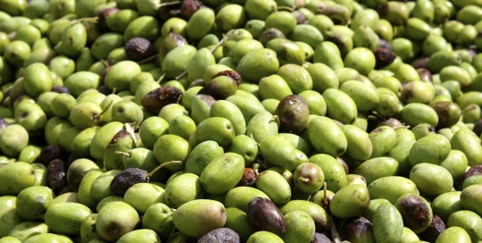 Jordan Olive Harvest Tour